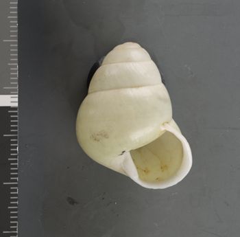 Media type: image;   Malacology 37597 Description: Dry shell;  Aspect: APT